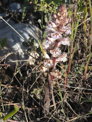 Orobanche crenata