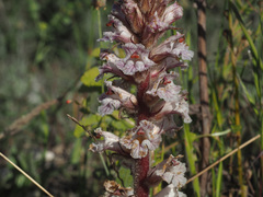 Orobanche crenata