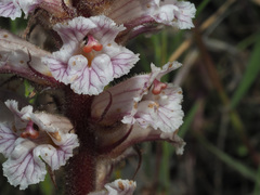 Orobanche crenata