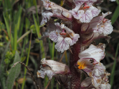 Orobanche crenata