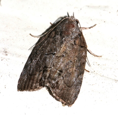 Etanna clopaea