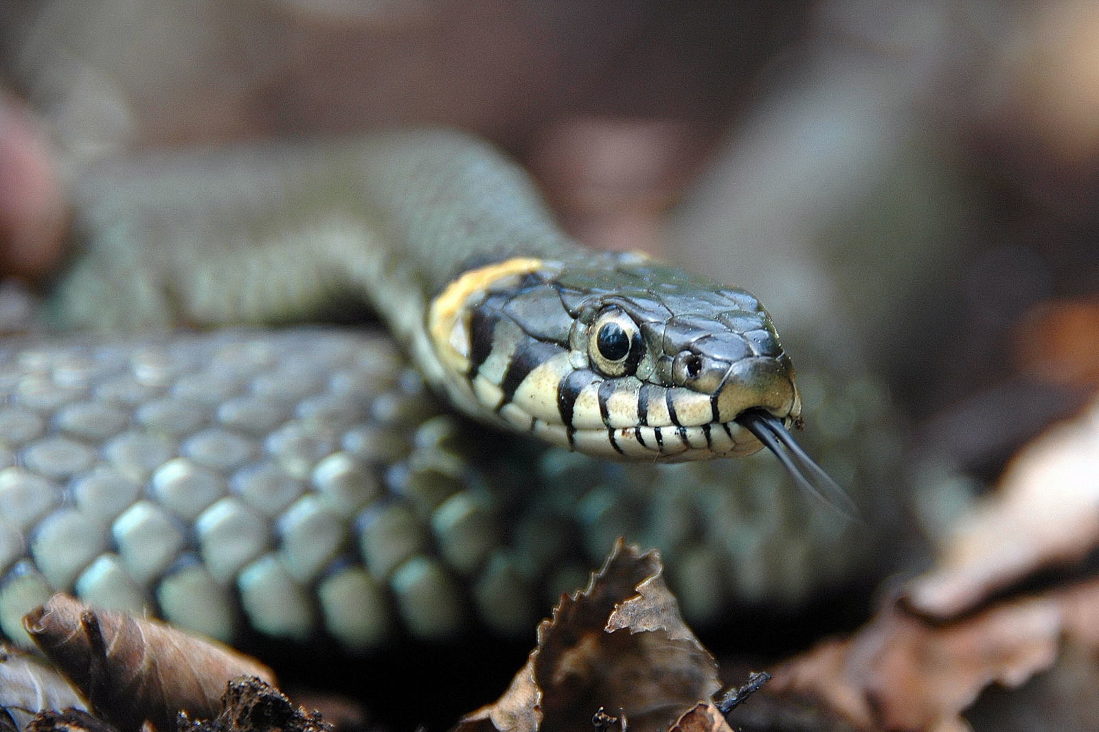 Grass Snake - Natrix Natrix Stock Image - Image of nature, defense