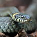 Grass Snake - Photo (c) Kęstutis, some rights reserved (CC BY-NC), uploaded by Kęstutis