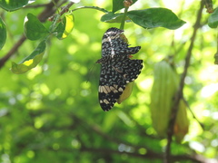 Hamadryas amphinome mazai