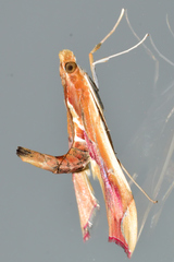 Agathodes monstralis