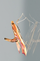 Agathodes monstralis