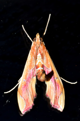 Agathodes monstralis