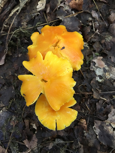 Golden Waxcap