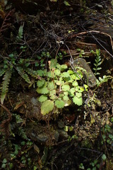 Jovellana repens
