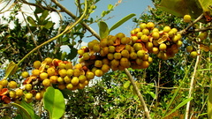 Maytenus obtusifolia