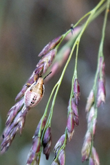 Oebalus