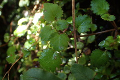 Jovellana repens