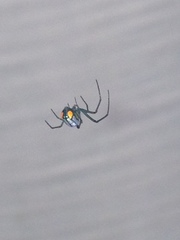 Leucauge argyrobapta image