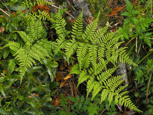 Athyrium iseanum iNat (1)