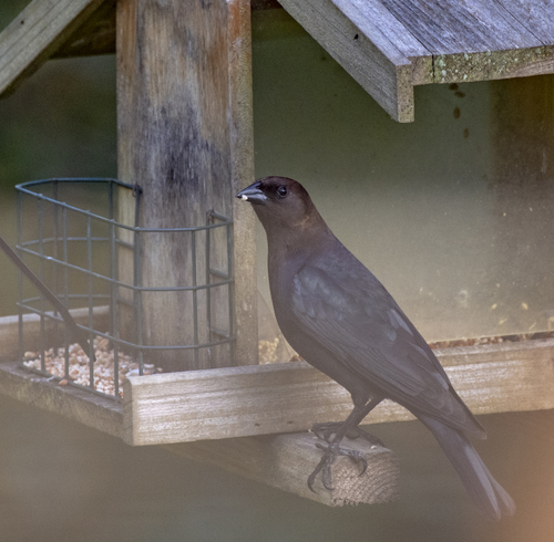 Brown-headed Cowbird photographed in Oregon