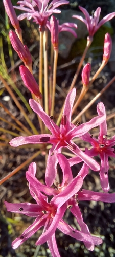 Star Sambreeltjie (Hessea stellaris)
