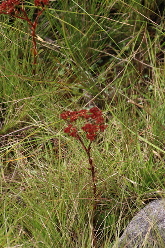 Image of White Stonecrop (Crassula vaginata) by (c) Tony Rebelo, some rights reserved (CC BY-SA)