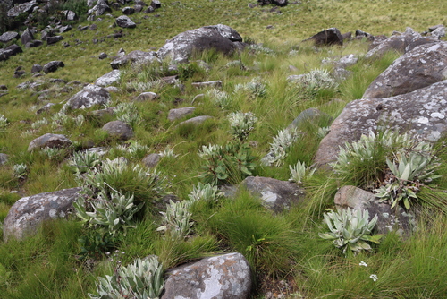 Image of Protea inyanganiensis by (c) Tony Rebelo, some rights reserved (CC BY-SA)