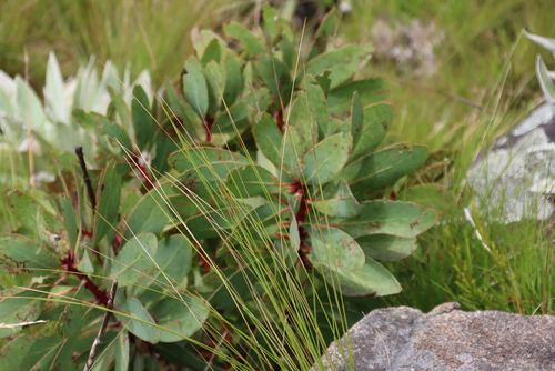 Inyangani Sugarbush (Protea inyanganiensis)