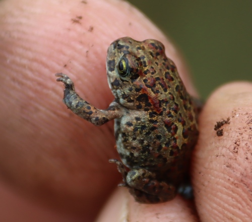 Nyanga Toad, Vandijkophrynus inyangae