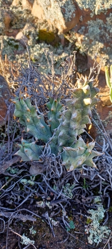 Ceropegia mammillaris