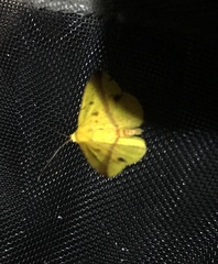 Geometridae
