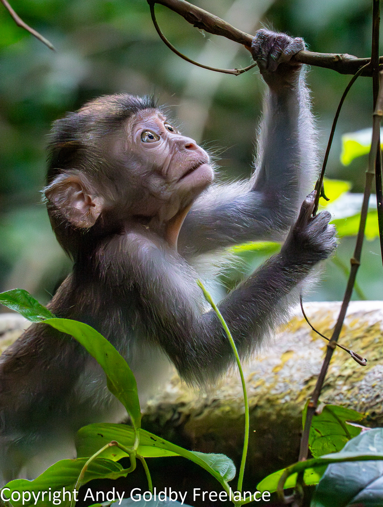 Macaca fascicularis