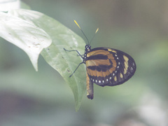 Lycorea halia atergatis