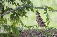 Coturnix coromandelica