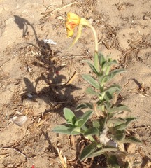 Oenothera drummondii
