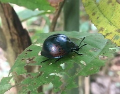 Aegithus cyanipennis