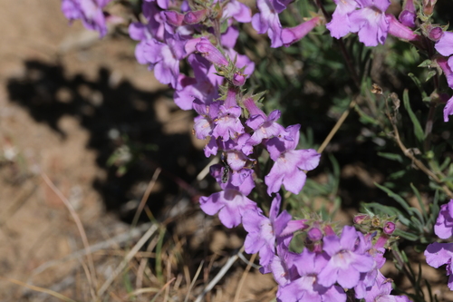 Image of Penstemon gairdneri by (c) Walter A Siegmund, some rights reserved (CC BY-SA)