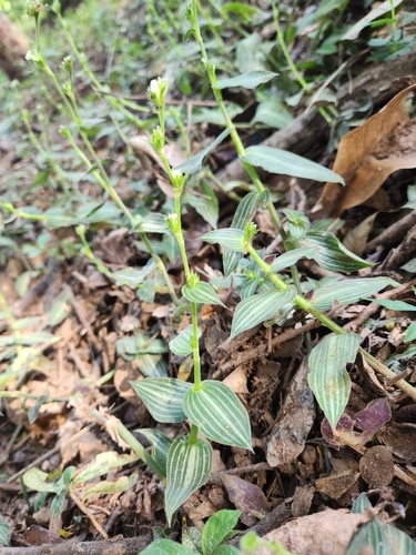 Callisia gentlei observed 2025-05-11