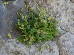 Polemonium pulcherrimum shastense