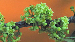 Maytenus obtusifolia