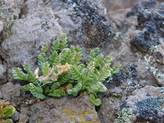 Polemonium pulcherrimum shastense
