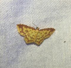 Geometridae