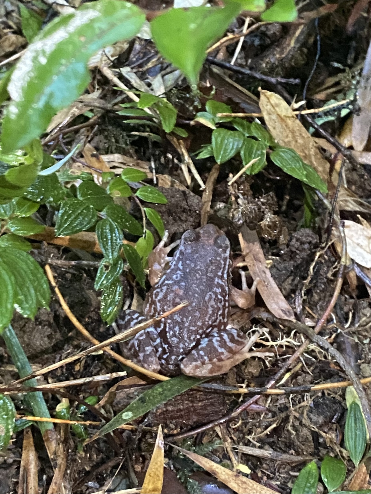 Eupsophus altor Nuñez, Rabanal & Formas, 2012