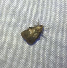 Lepidoptera