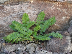 Polemonium pulcherrimum shastense