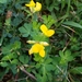 Bird's-foot Trefoil - Photo (c) Kris, some rights reserved (CC BY-NC)