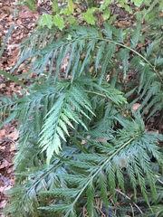 Asplenium appendiculatum appendiculatum