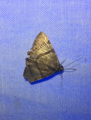 Eulepidotis
