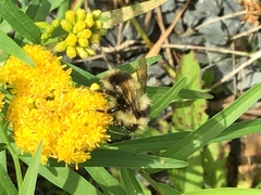 Bombus vagans bolsteri