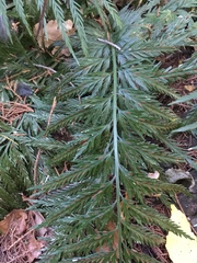 Asplenium appendiculatum appendiculatum