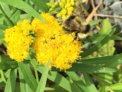 Bombus vagans bolsteri