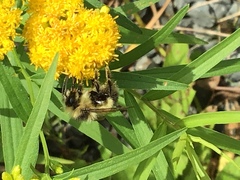 Bombus vagans bolsteri