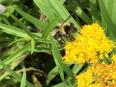 Bombus vagans bolsteri