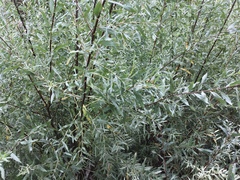 Salix fluviatilis