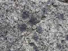 Hydropunctaria maura